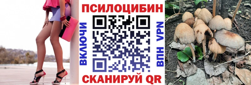 Купить где  Шлиссельбург  Галлюциногенные грибы Psilocybe 
